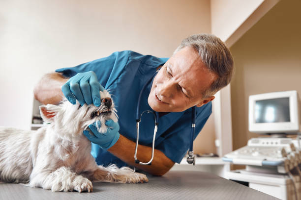 Best Pediatric Emergency Dentist in Holland, OH